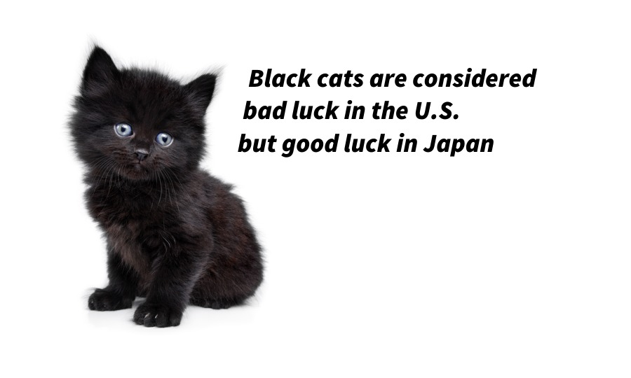 Black-cats-bad-luck-good-luck