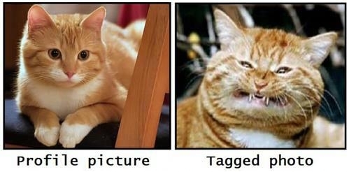 funny-facebook-cat edit
