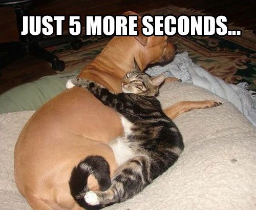 Cat-hugging-dog-sleeping-cute1
